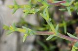 Ruschia multiflora