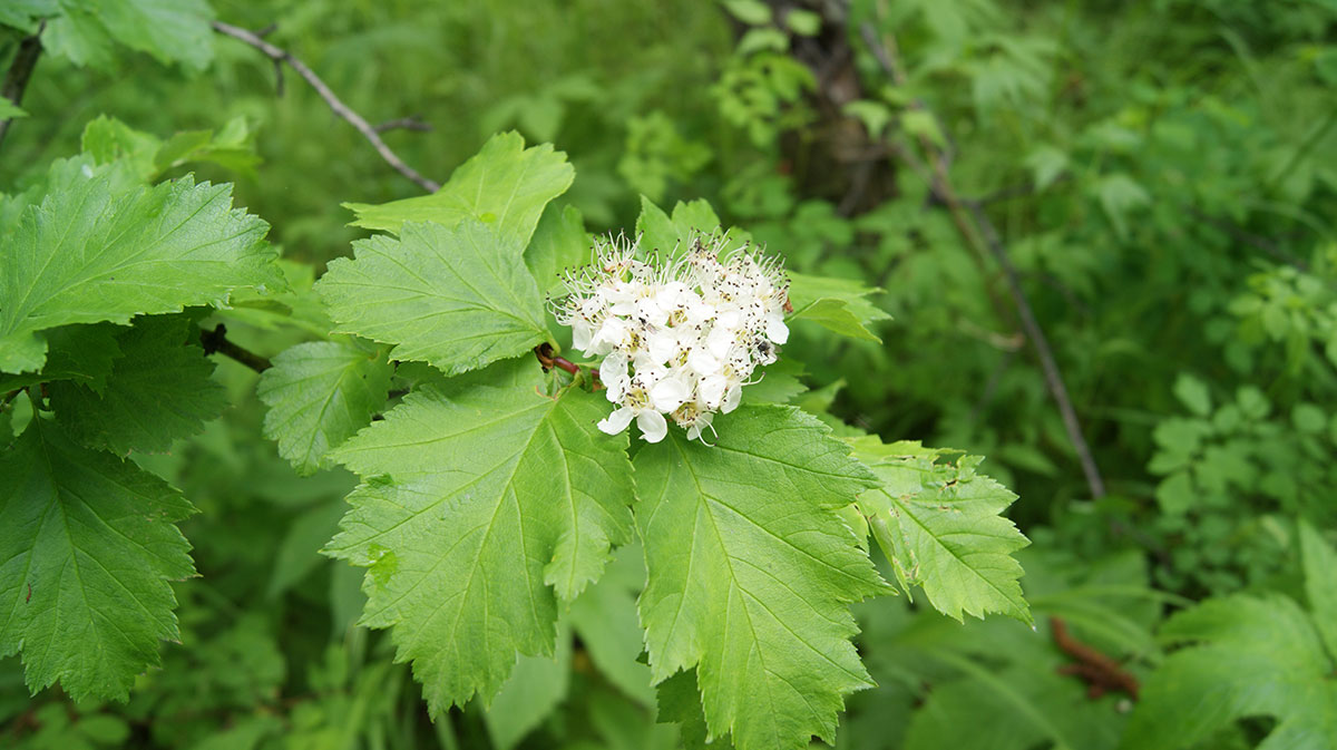 Image of Crataegus chlorosarca specimen.