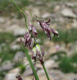 Paracolpodium colchicum. Часть соцветия. Кабардино-Балкария, Эльбрусский р-н, близ р. Ирикчат, ≈ 2900 м н.у.м. 28.07.2017.