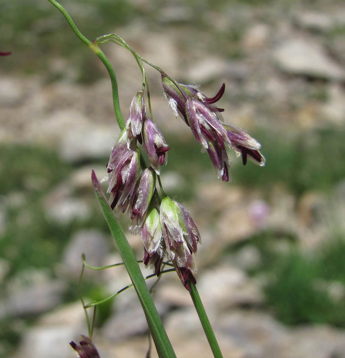 Image of Paracolpodium colchicum specimen.