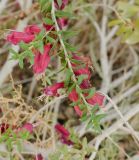 Eremophila maculata