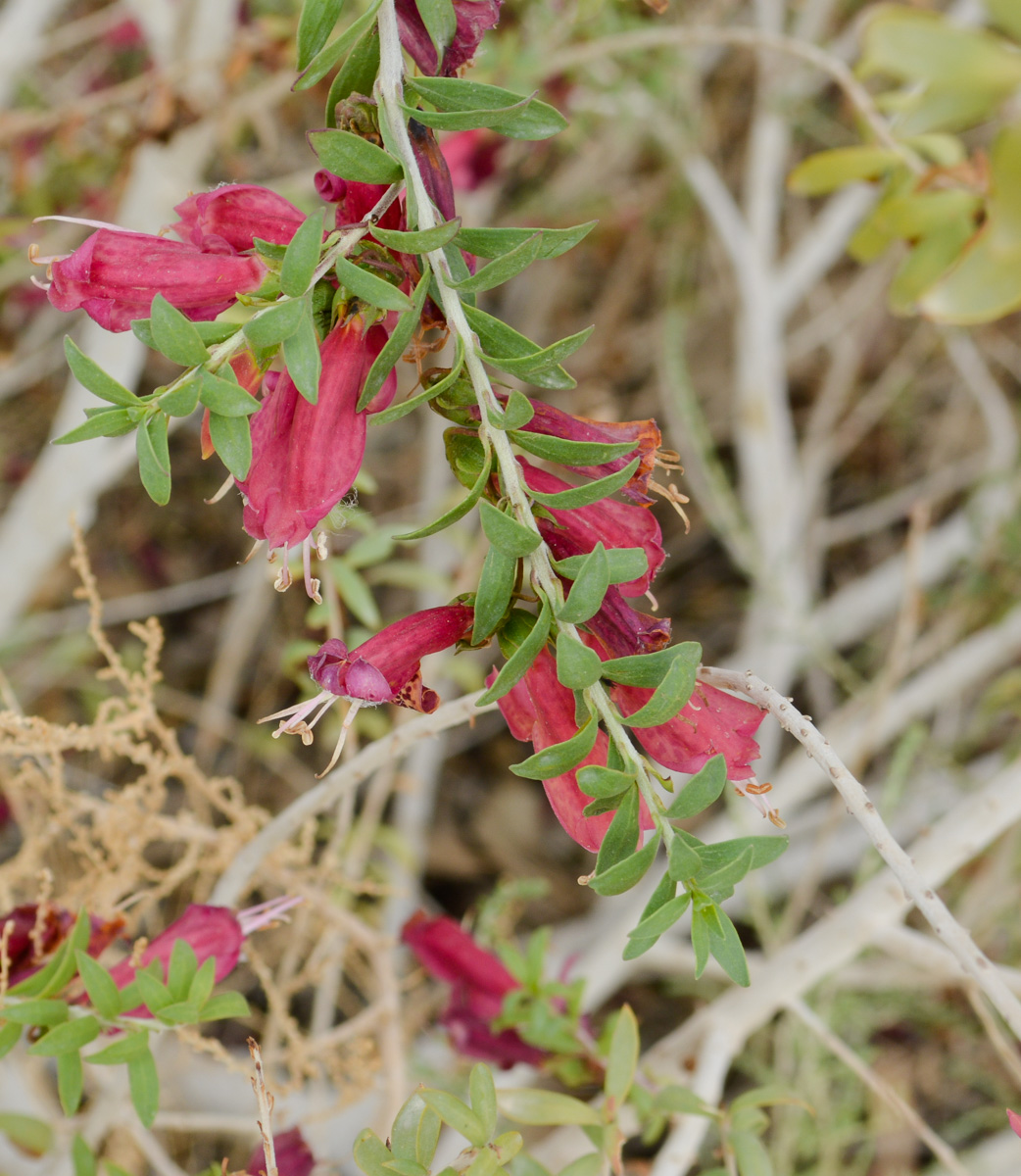 Image of Eremophila maculata specimen.