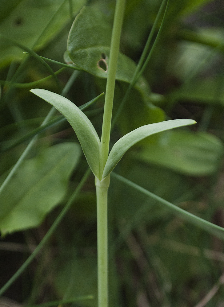 Image of Viscaria alpina specimen.