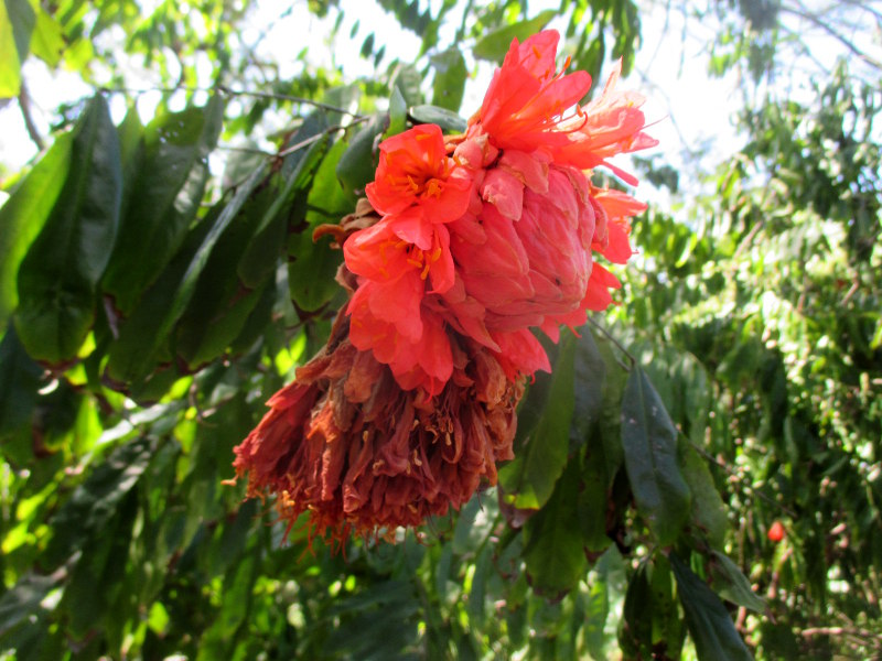 Image of Brownea ariza specimen.