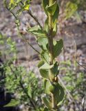 Linaria genistifolia