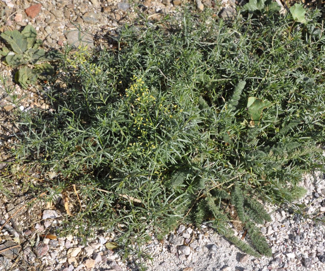 Image of genus Galium specimen.