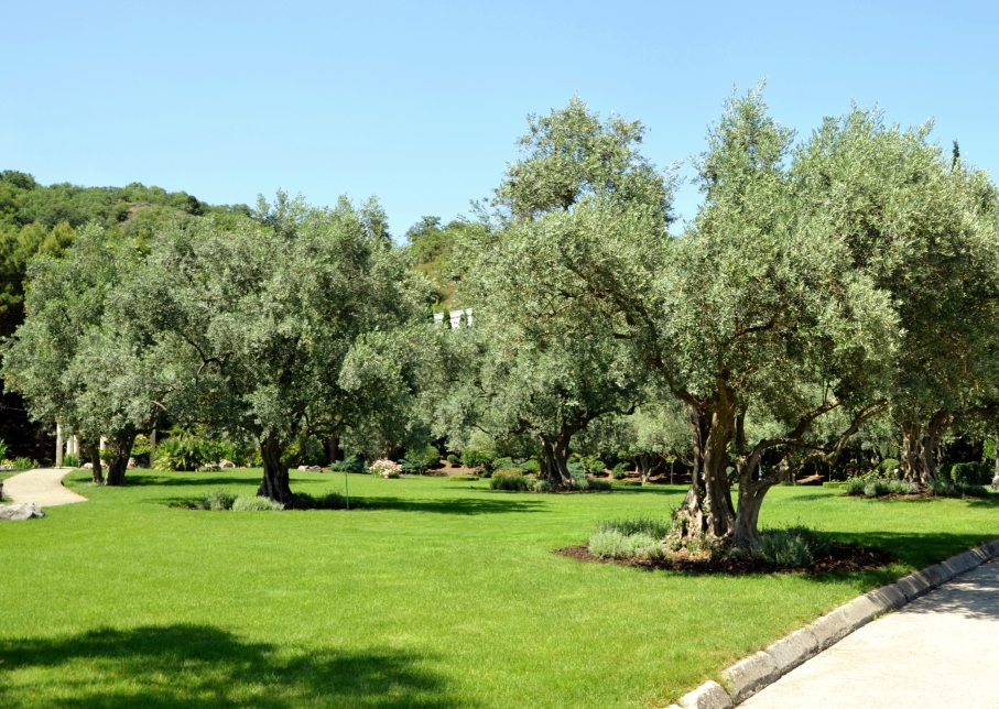 Image of Olea europaea specimen.