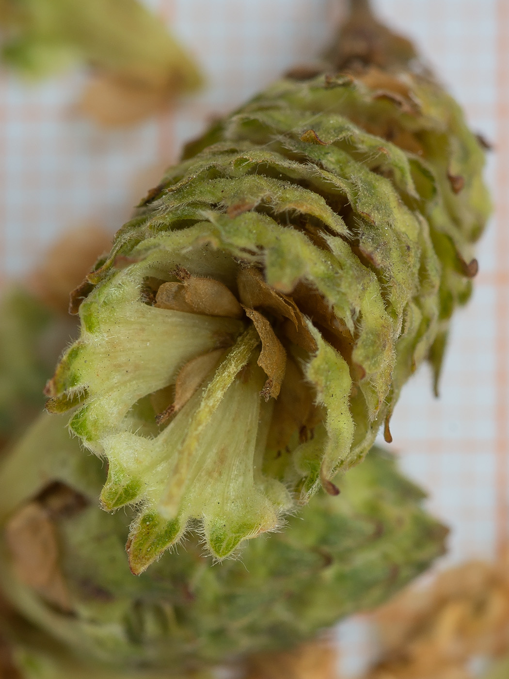 Image of Betula papyrifera specimen.