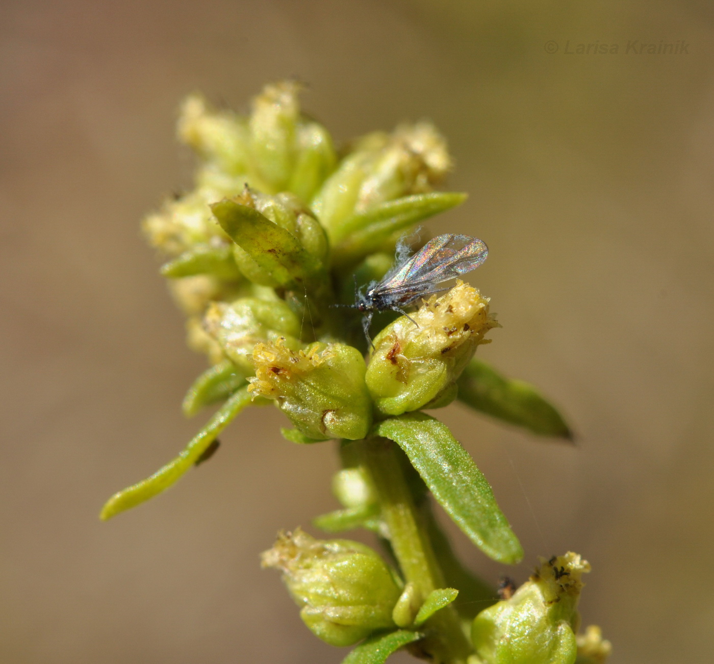 Image of genus Artemisia specimen.