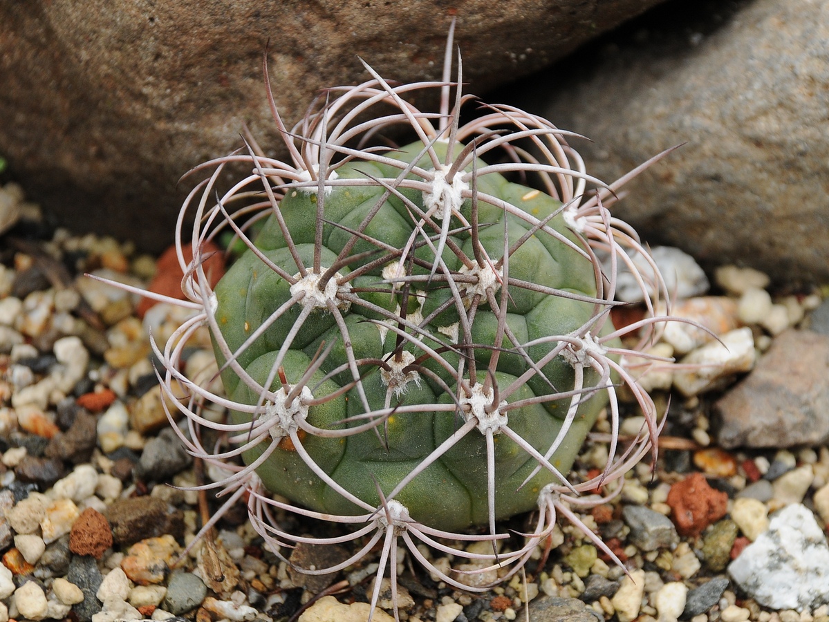 Изображение особи Gymnocalycium saglionis ssp. tilcarense.