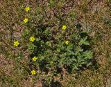 Potentilla conferta