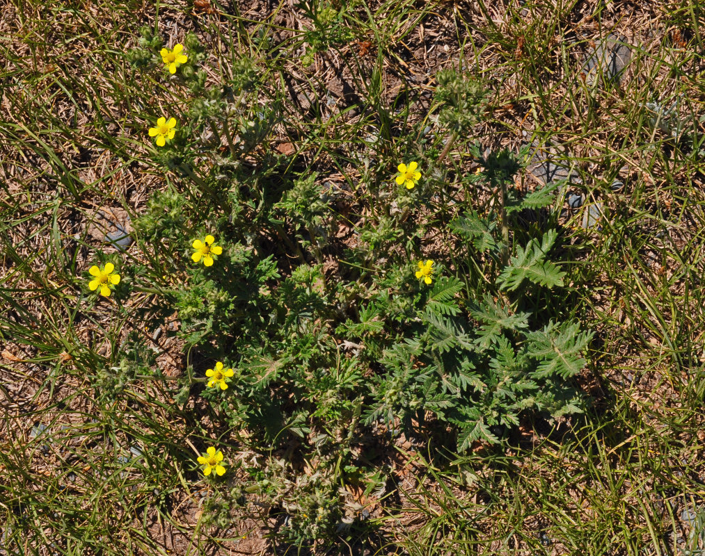 Изображение особи Potentilla conferta.