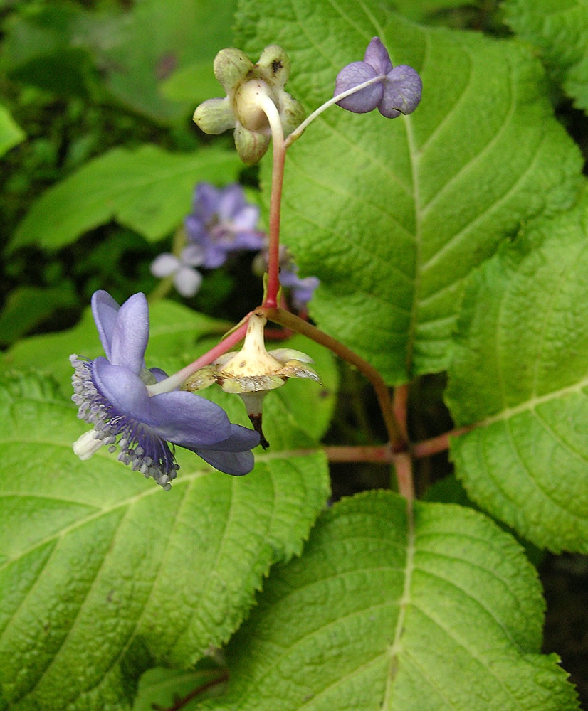 Изображение особи Hydrangea caerulea.