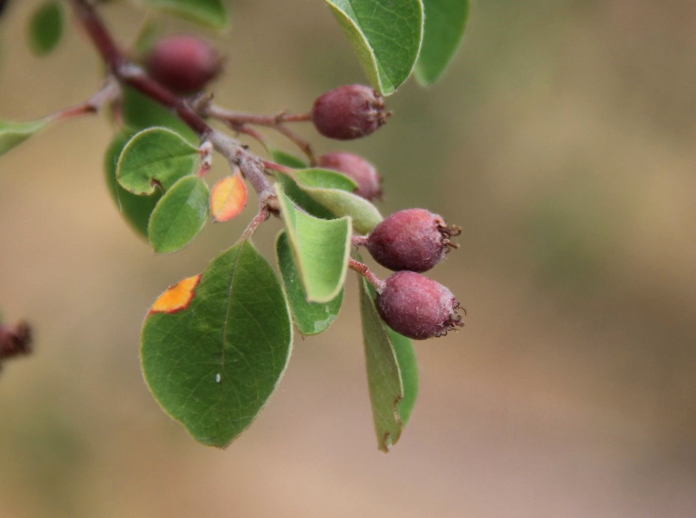 Изображение особи Cotoneaster nummularioides.