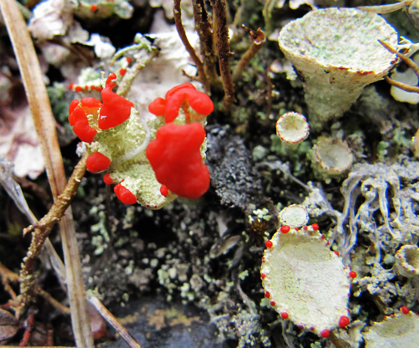 Изображение особи род Cladonia.