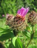 Centaurea pseudophrygia. Распускающееся соцветие. Окр. Архангельска, сырой луг. 27.07.2012.