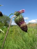 Cirsium pendulum