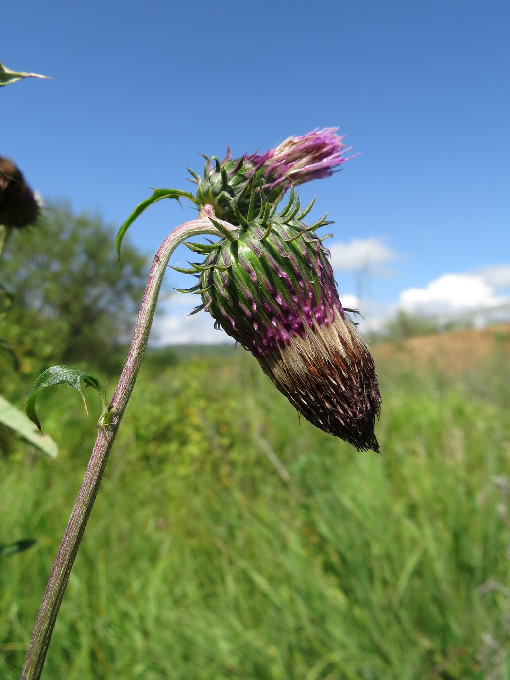 Изображение особи Cirsium pendulum.