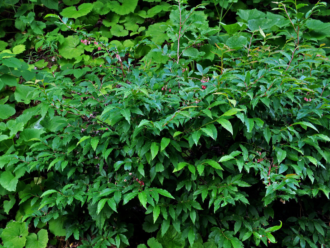 Image of Vaccinium arctostaphylos specimen.