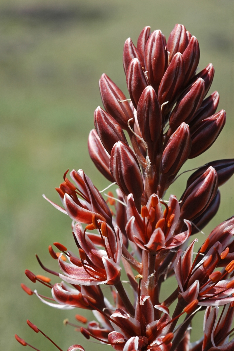 Изображение особи Eremurus cristatus.