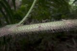род Calamus