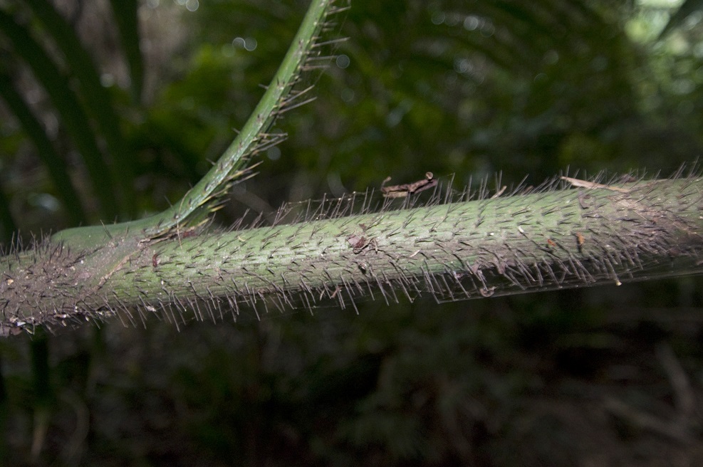 Image of genus Calamus specimen.