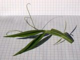 Lathyrus latifolius