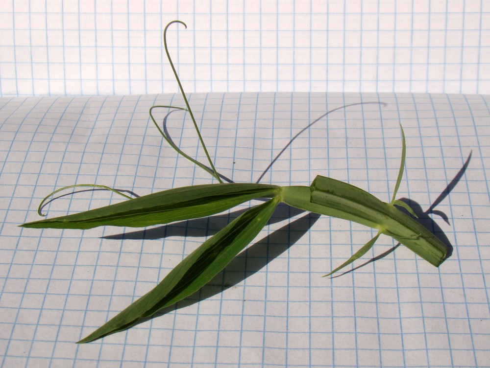 Image of Lathyrus latifolius specimen.