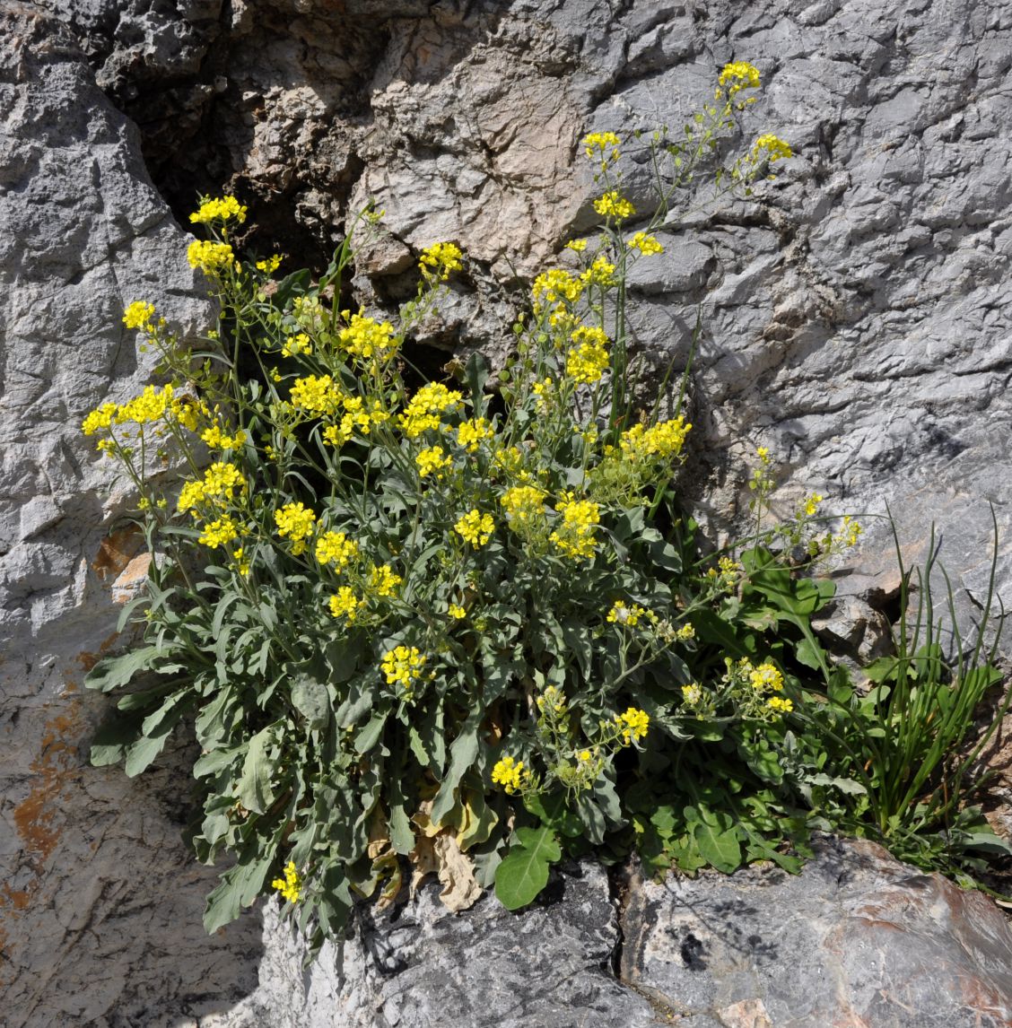 Изображение особи Aurinia saxatilis.