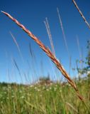 Elytrigia repens. Соплодие. Окр. Архангельска, рудеральное место. 18.08.2015.