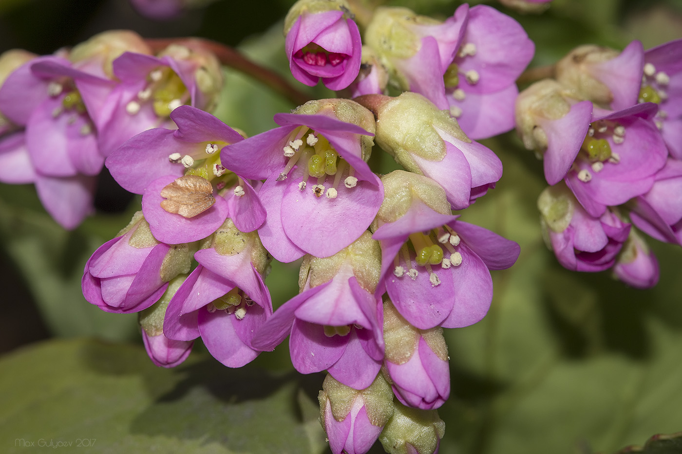 Image of Bergenia crassifolia specimen.