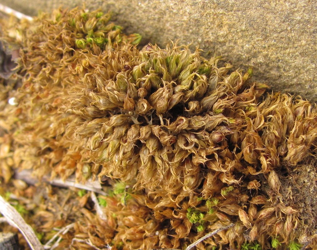 Image of Tortula acaulon specimen.