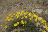 Anthemis marschalliana ssp. pectinata