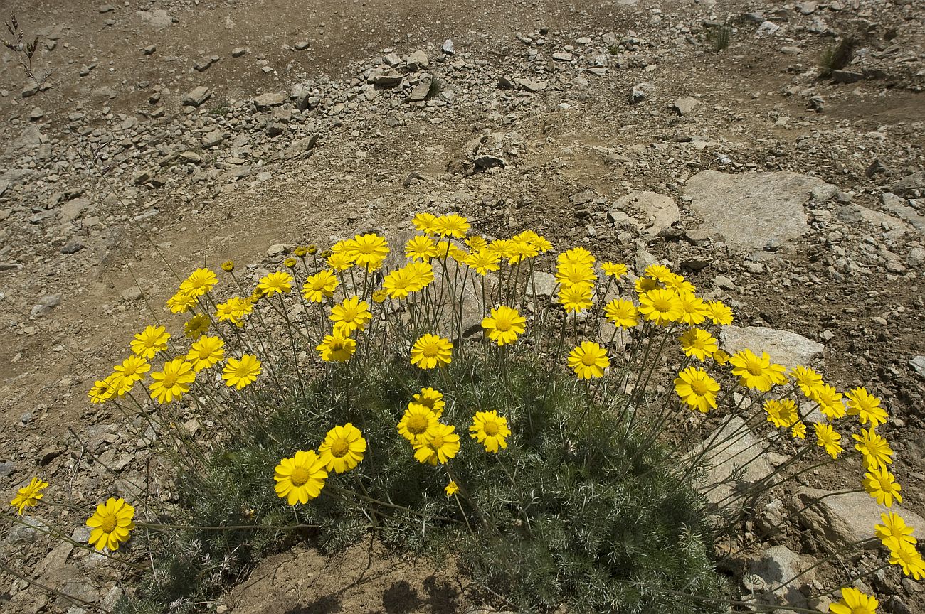 Image of Anthemis marschalliana ssp. pectinata specimen.