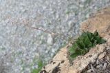 Rosularia paniculata