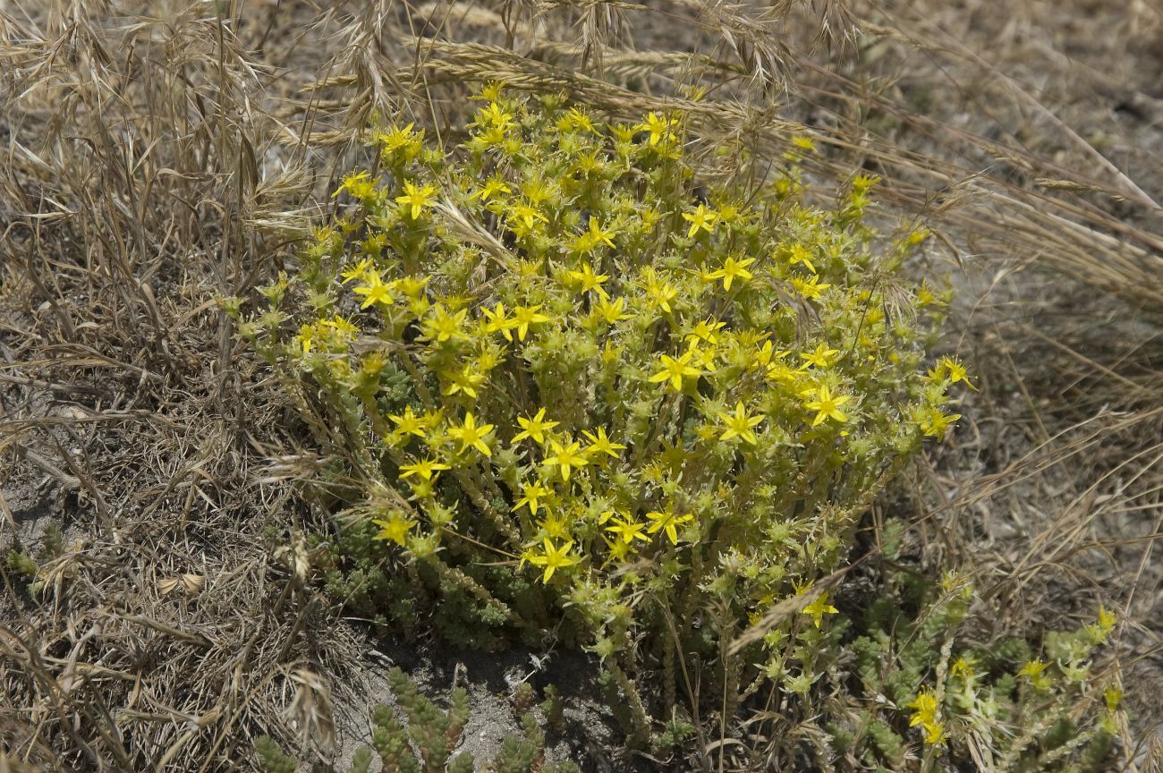 Изображение особи Sedum acre.