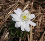 Anemone altaica