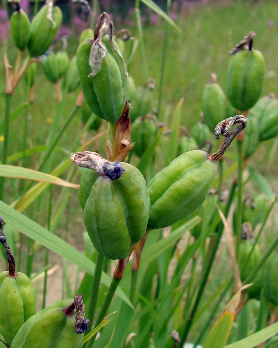 Image of Iris setosa specimen.