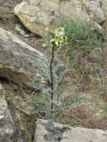Matthiola daghestanica. Цветущее растение. Дагестан, Кумторкалинский р-н, склон горы. 06.05.2018.