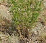 Galium verum
