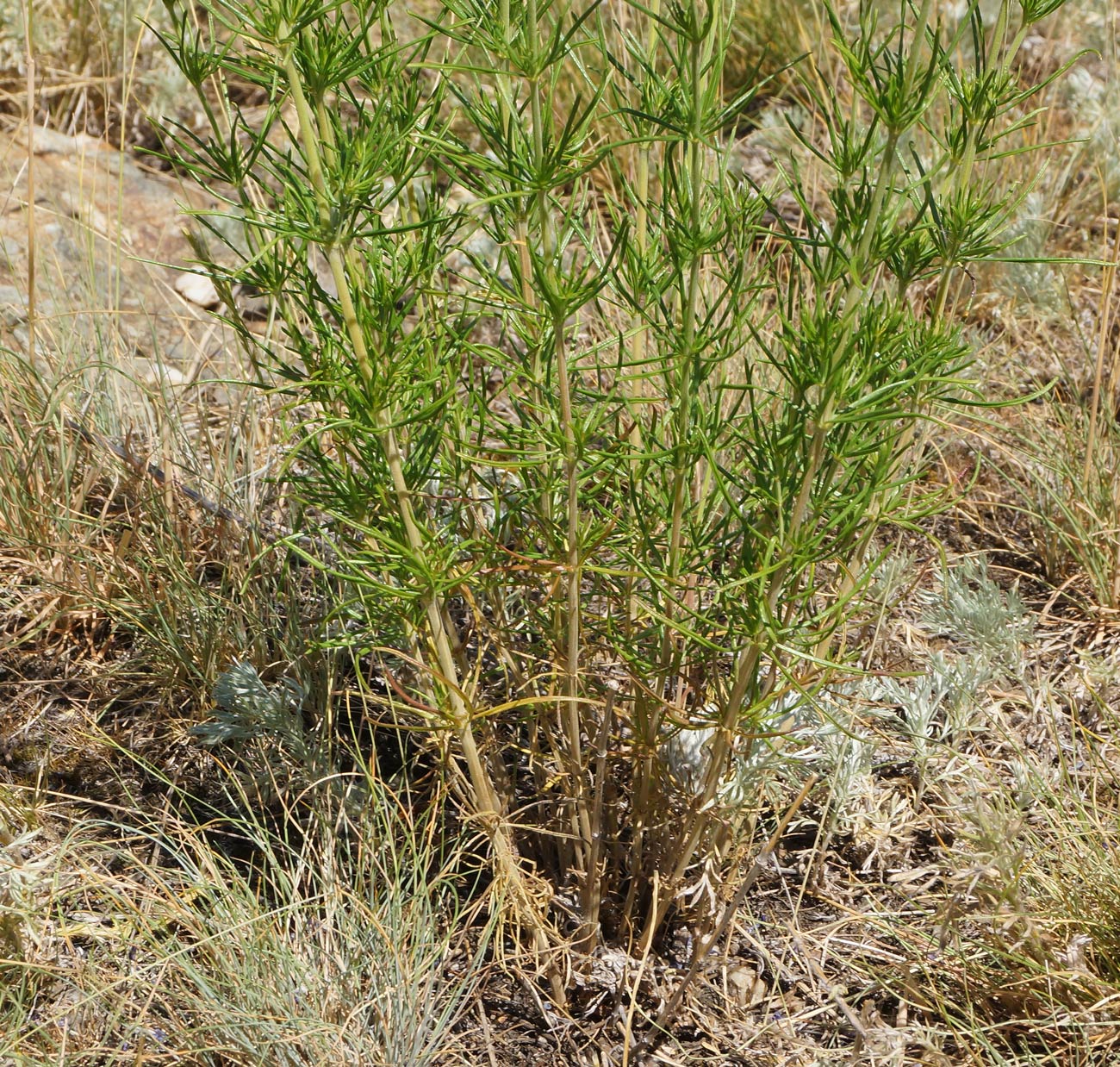 Изображение особи Galium verum.