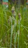 Carex buxbaumii