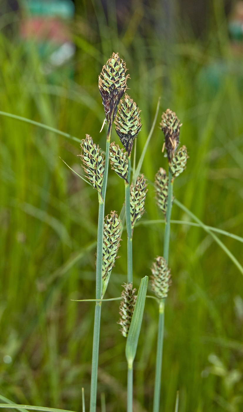 Image of Carex buxbaumii specimen.