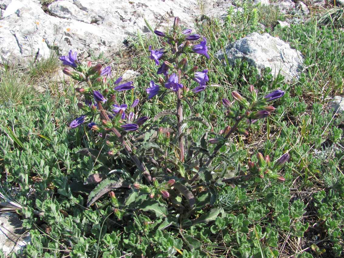 Image of Campanula charkeviczii specimen.