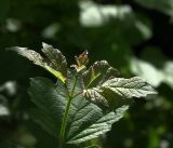 Viburnum opulus