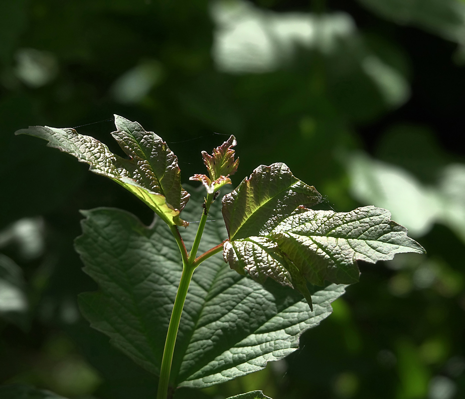 Image of Viburnum opulus specimen.