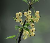 Ribes rubrum