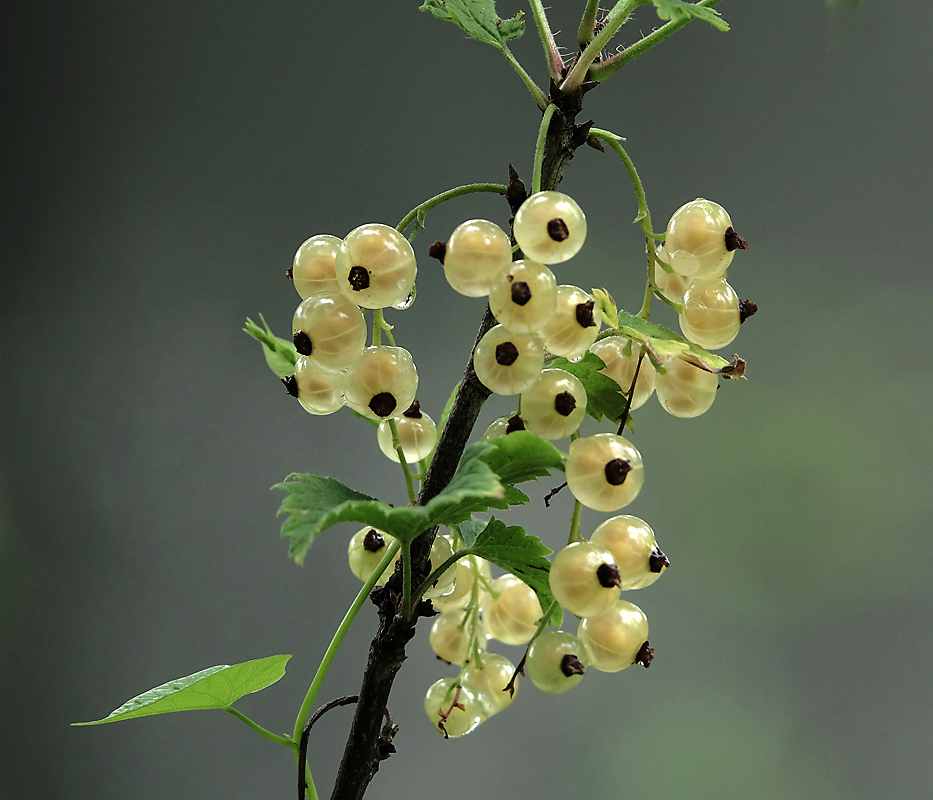 Изображение особи Ribes rubrum.