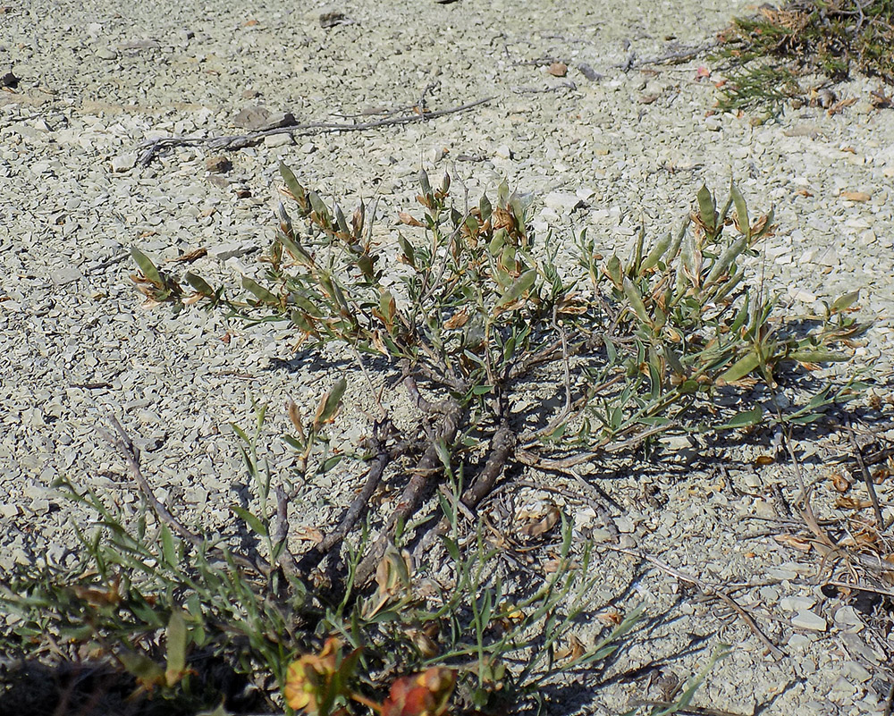 Image of Genista scythica specimen.