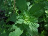 Mentha &times; verticillata